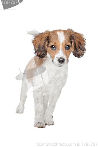 Image of mixed breed dog