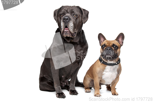 Image of Cane Corso and French Bulldog