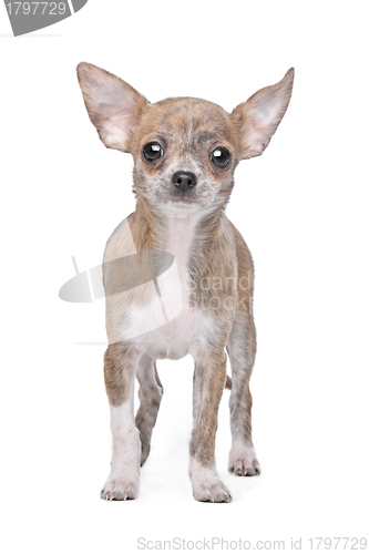 Image of chihuahua