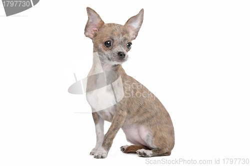 Image of chihuahua
