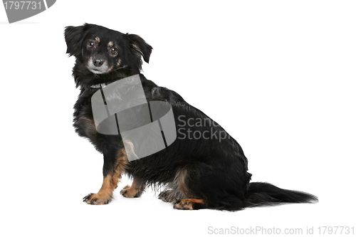 Image of mixed breed dog