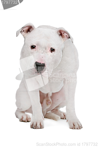 Image of American Bulldog