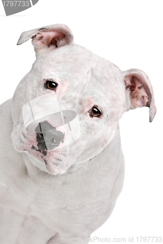 Image of American Bulldog