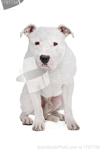 Image of American Bulldog