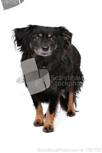 Image of mixed breed dog