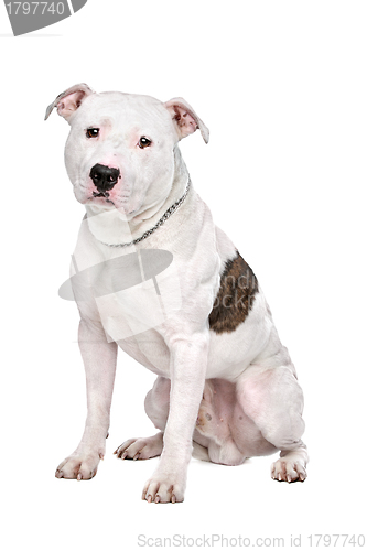 Image of American Bulldog