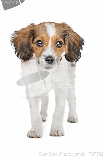 Image of mixed breed dog