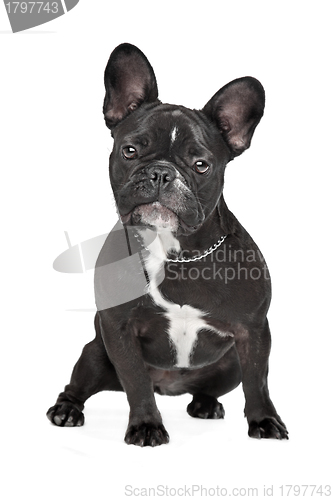 Image of French Bulldog