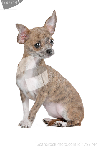 Image of chihuahua