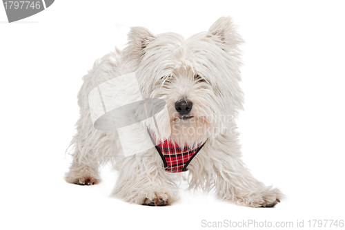 Image of West Highland White Terrier