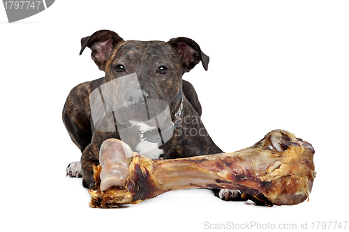 Image of American Staffordshire terrier with a big bone