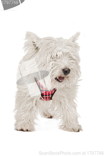 Image of West Highland White Terrier