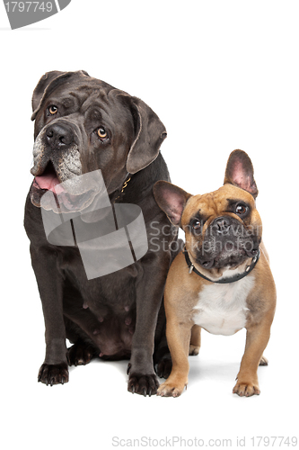 Image of Cane Corso and French Bulldog