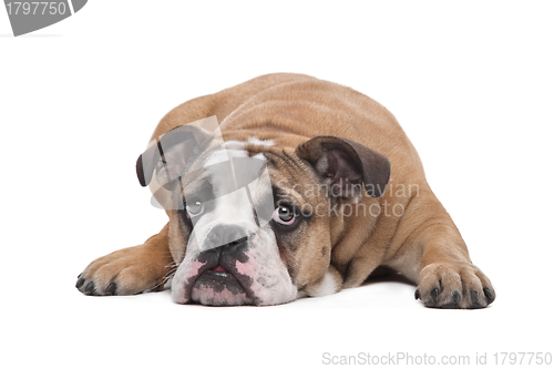 Image of English Bulldog