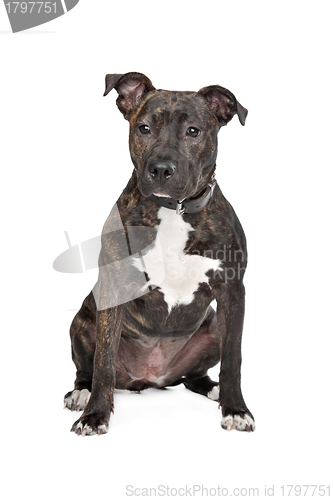 Image of American Staffordshire Terrier