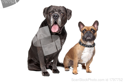 Image of Cane Corso and French Bulldog