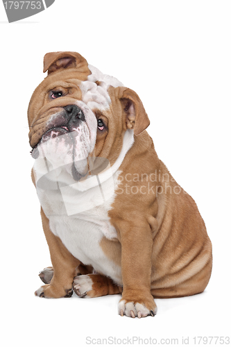 Image of English Bulldog