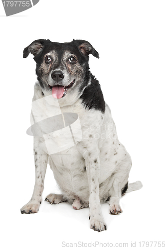 Image of mixed breed dog
