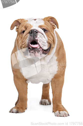 Image of English Bulldog