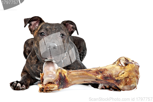 Image of American Staffordshire terrier with a big bone