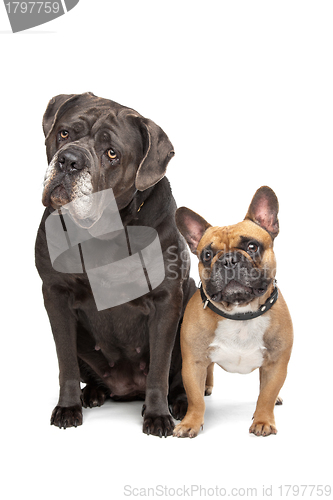 Image of Cane Corso and French Bulldog