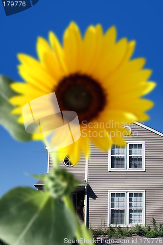 Image of Bright sunflower