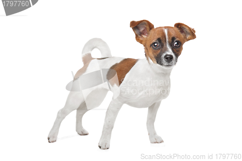 Image of mixed breed dog