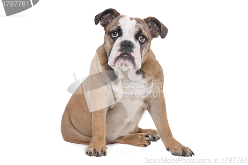 Image of English Bulldog