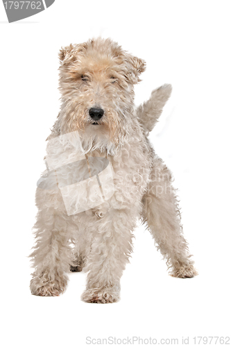 Image of Wirehaired fox terrier