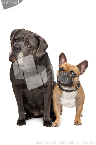 Image of Cane Corso and French Bulldog