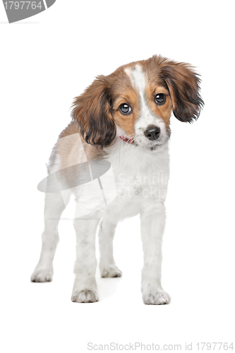 Image of mixed breed dog