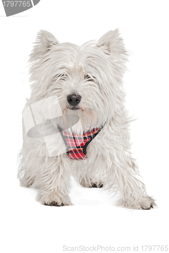 Image of West Highland White Terrier