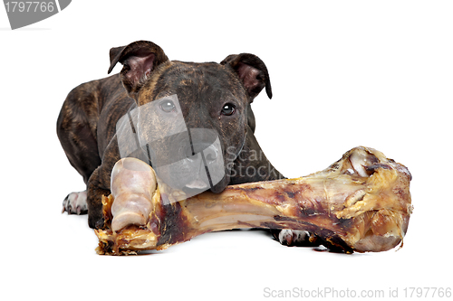 Image of American Staffordshire terrier with a big bone