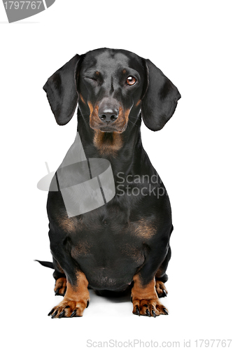 Image of black and tan dachshund