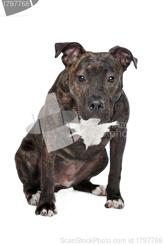 Image of American Staffordshire Terrier