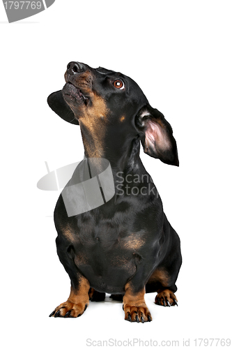 Image of black and tan dachshund