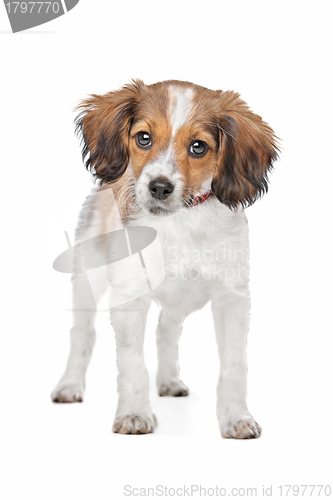 Image of mixed breed dog