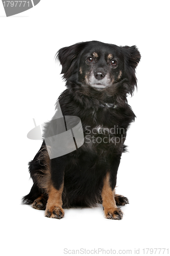 Image of mixed breed dog