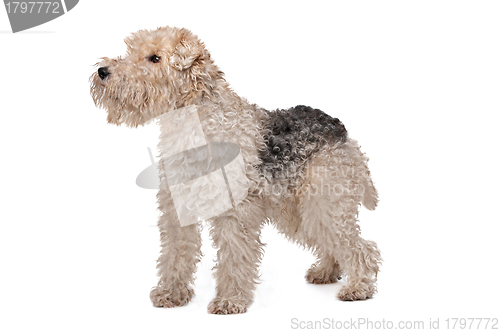 Image of Wirehaired fox terrier