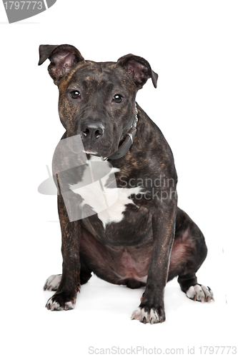 Image of American Staffordshire Terrier