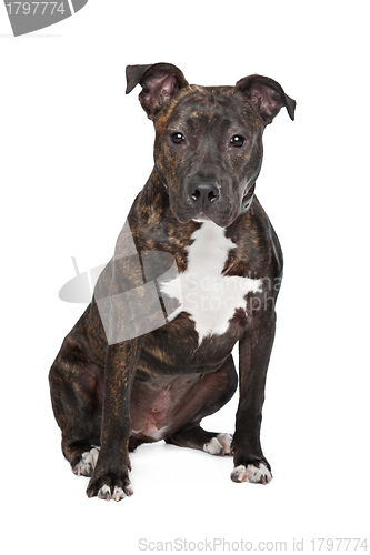 Image of American Staffordshire Terrier