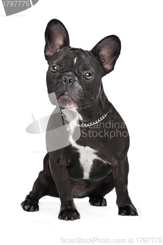 Image of French Bulldog