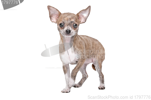 Image of chihuahua