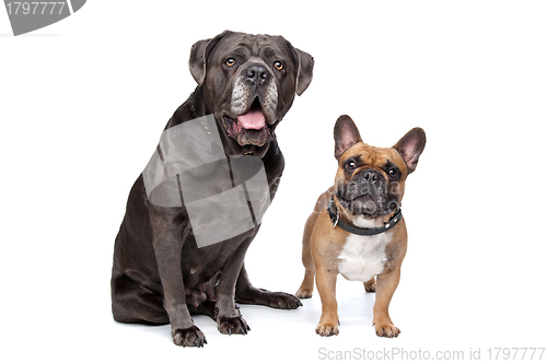 Image of Cane Corso and French Bulldog