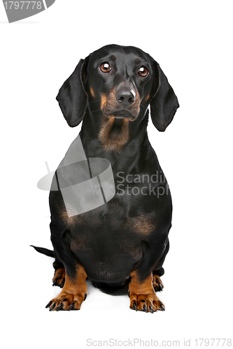 Image of black and tan dachshund