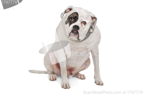 Image of American Bulldog