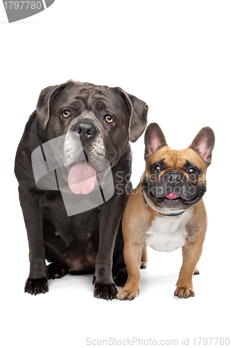 Image of Cane Corso and French Bulldog