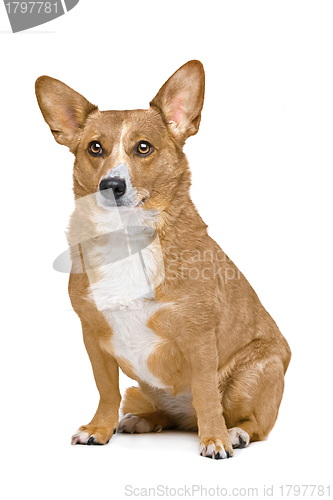 Image of mixed breed dog