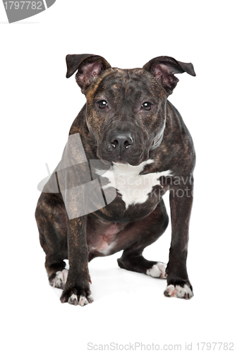 Image of American Staffordshire Terrier