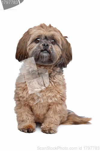 Image of Lhasa Apso